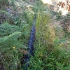 Plants: image 9 Of 208 Thumb